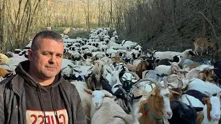 OILE, CAPRELE ȘI PĂSĂRILE LUI MIRCEA ARMEANU/ANIMALELE IMI DAU PUTERE SĂ MERG ÎNAINTE DE UNUL SINGUR