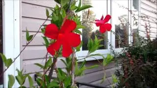 ❀Update on my Mandavilla flowering vine on the last day of summer and a sunset❀