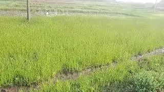 Nature and natural 