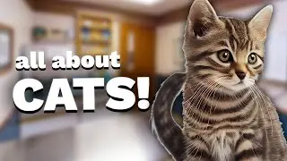 Episode 3 - Easy Tips To Administer Medication To Your Cats | The Sit. Stay. Laugh! Podcast