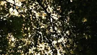 Chemical reaction in our daily life photosynthesis - piuc