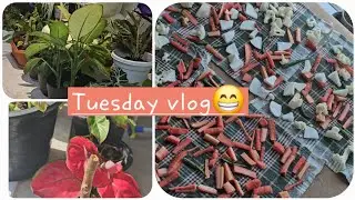 Tuesday vlog|Preparation of Carrot Gobi Achar,Plant care|Create your own green Garden|Productiveday|
