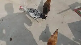golden misri day 80 / small business Idea/ karachi poultry/ desi mughi/ karachi farming