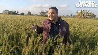 أسباب نجاح زراعه القمح 🌾 #زراعة_القمح #زراعة