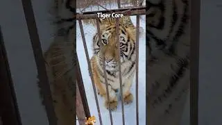 Tiger Core🐅#tiktok #zoo #tiger #tiger #cute