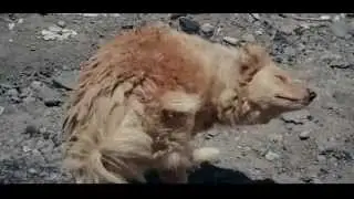 Documental 