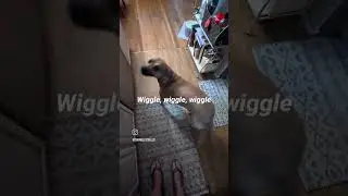 #bigfatbutt #wigglewiggle #june #dogsofinstagram
