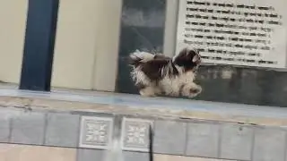 Import blood line Shih Tzu stud service available in pune pcmc 9021831625 #thai#import#blood#line 💥💥