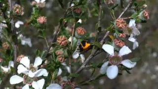 2012-10-01 ~ NSW - Sydney (western suburbs) - Castiarina pertyi (Gory & Laporte, 1838)