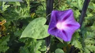 Morning glory - Klukkubr&oacute;&eth;ir - Ind&iacute;anavafklukka - Vafklukka - Sumarbl&oacute;m