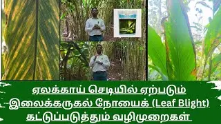 ஏலக்காய் செடியில் ஏற்படும் இலைக்கருகல் நோயைக் (Leaf Blight) கட்டுப்படுத்தும் வழிமுறைகள் #agri 