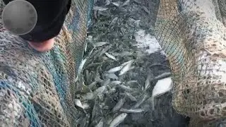 Nagkagulo Ang mga tao dahil Dito| canipo island