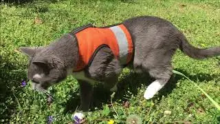 Yard Fun! The importance of safe and supervised outdoor time for cats.
