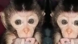 Anak monyet berenang dan mandi sendiri || Monyet lucu || Bayi monyet