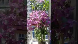 #lestarildr #orchid #lifeisbutadream #flowers #haveitoldyoulatelythatiloveyou #motivation #music