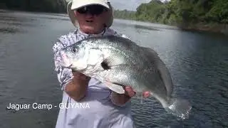 SILVER DRUM/CORVINA
