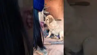 I love these chitchats😂😂. #life #everyone #pets #dog #trending #viral