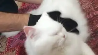 Magic Cat Grooming Glove