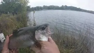 Stocked Trout fishing in Axehead Lake (Chicago Pond)