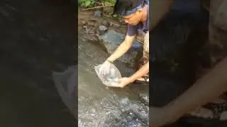 MERILIS IKAN KECIL HASIL BURUAN MENJARING DISUNGAI #survival #jelajahalam #exsploralam #salamlestari