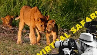 Elephants Cross the River and Chase Lion Away- Virtual Safari #207