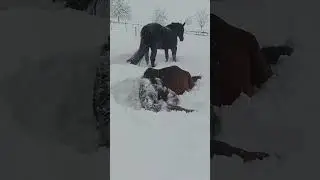 Horses Enjoy Playing in Snow in Bavaria, Germany