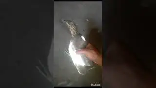 be daobo ni name kwo coment ao kwnta horlai lwgwpwr?