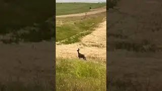 😳How HIGH of a JUMP? #shorts #deer #funnyshorts