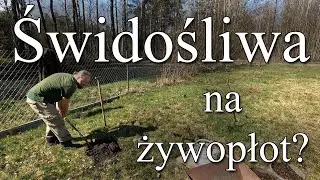 Świdośliwa na żywopłot? Duży krzew z pysznymi owocami.