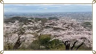 🌸さくら咲く🌸太平山🌸