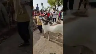 Bakra Eid 2022😍 Heavyweight Goat #bakra 🐐#shorts