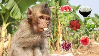 Обезьянка Наху ест бесконтрольно, съедая все подряд😲