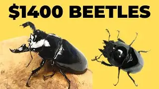 If African Diamonds were a Beetle