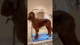 what a pretty dog