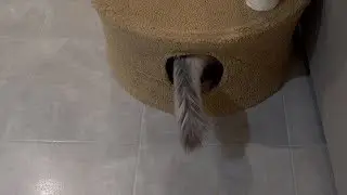 Somali Cats Left Home Alone