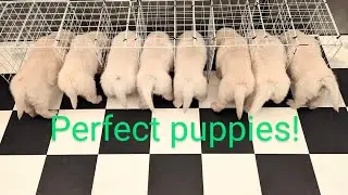 6 week old golden retriever puppies (The Sweets Litter)