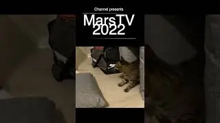 True story of a cat Mars1k 😇 #приколы #кот #bestcats #лучшее #смех #top # #topcat #jokes #true