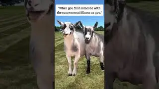 #lawnmowingbusiness #grasscutting #funny #lawncare #mowing #lawnmaintenance #scag #memes
