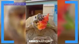 Los Angeles wildfire evacuee Tiptoe the tortoise escapes Palisades fire | Banfield
