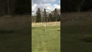 Spring 2020 Purple Martins Using a Bed & Breakfast