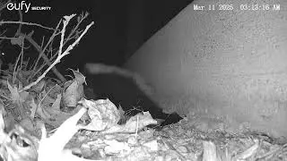 Skunk removal process using digfence and one-way door.