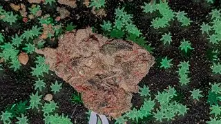 Kosher Kush
