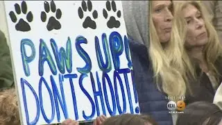 Officials Condemn Kill Order For Santa Monica Mountain Lion