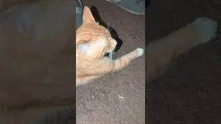 Lazy orange cat