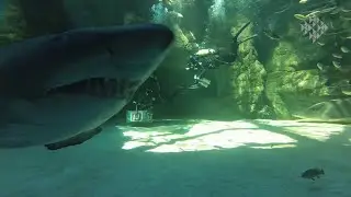 Shark Feed: What's feeding time like inside our Shark Exhibit?