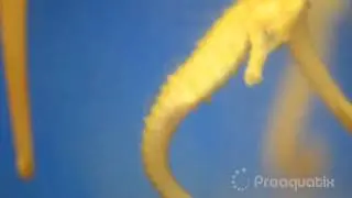 Captive Bred Hybrid Seahorses from Proaquatix / FIT Marine Lab