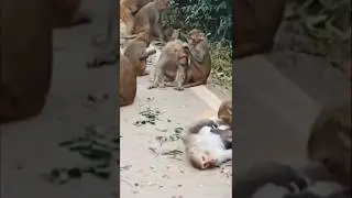 monkey's funny video # monkey comedy videos funny laughing # #funnymonkey