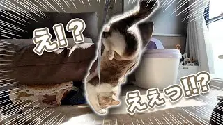 今日もふゆは落ち着けない