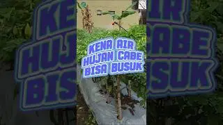 Waspada musim hujan tiba, lakukan ini biar cabe aman! #cabe #merawatcabe #petanicabai