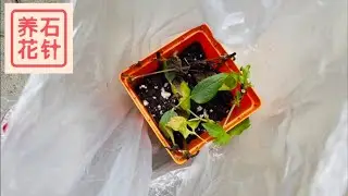 铁线莲扦插 - 一个月后的情况 - clematis cutting update